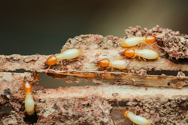Termite Damage Before Treatment