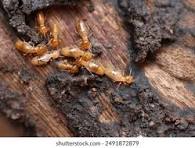 Termite Damage After Treatment