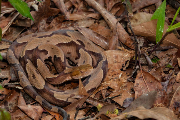 Snake Control