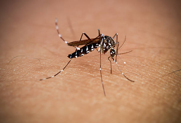 Mosquito Control