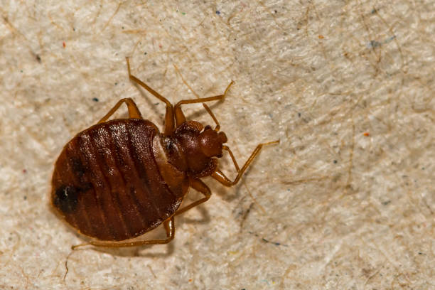 Bed Bug Treatment