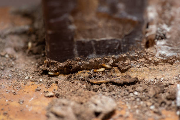 Termite Control