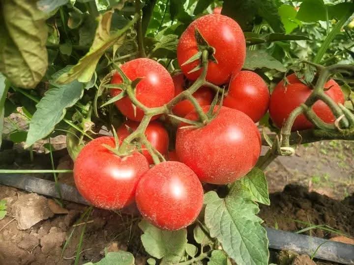 Tomato Consultation