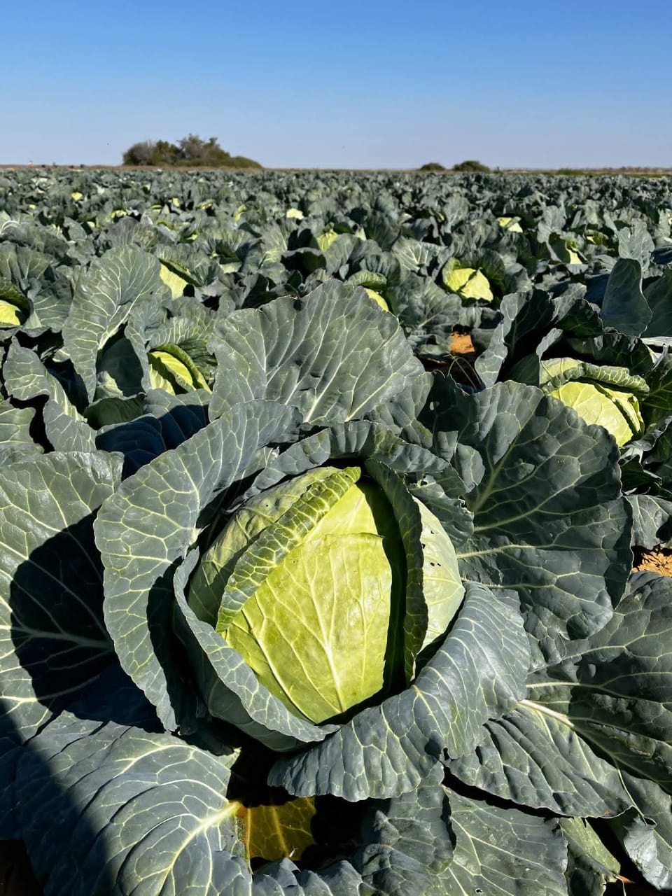 Cabbage Consultation