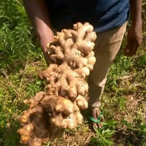 Ginger Consultation