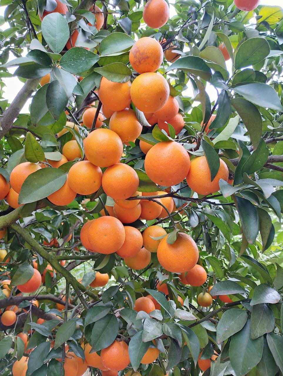 Orange Consultation