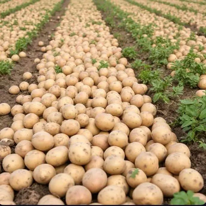 Potato Consultation