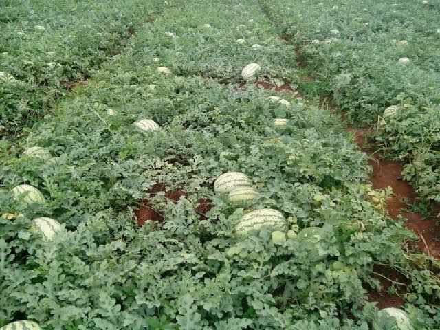 Watermelon Consultation
